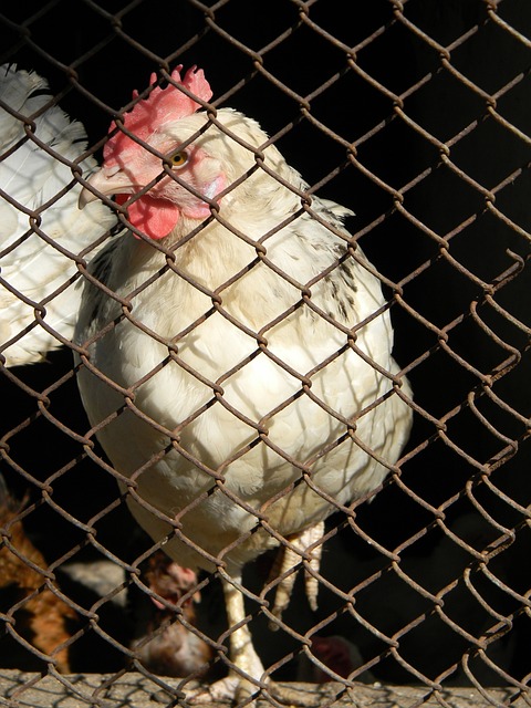 这将是一项 这将是一项