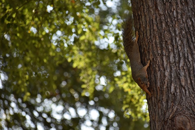 为提升锋线进攻实力，曼联或考虑在夏窗签下伊万-托尼.